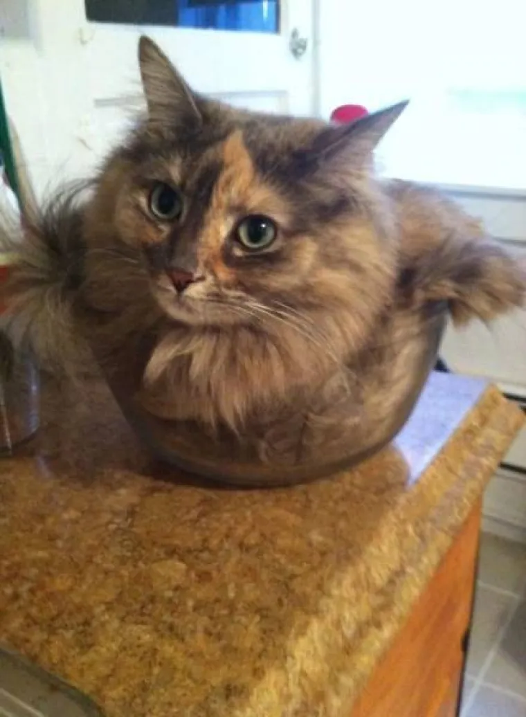 MAČKE IMAJU NEODOLJIV PORIV UGNIJEZDITI SE BA&Scaron; U SVE &Scaron;TO IM SE NAĐE NA PUTU: Uopće ne biraju, a to može imati urnebesne rezultate