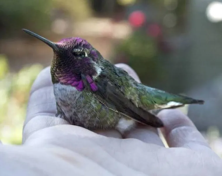 SHVATILI DA SU ŽIVUĆE DISNEYJEVE PRINCEZE: Životinje se u njihovoj prisutnosti pona&scaron;aju kao da imaju čarobne moći