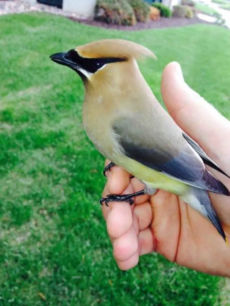 SHVATILI DA SU ŽIVUĆE DISNEYJEVE PRINCEZE: Životinje se u njihovoj prisutnosti pona&scaron;aju kao da imaju čarobne moći