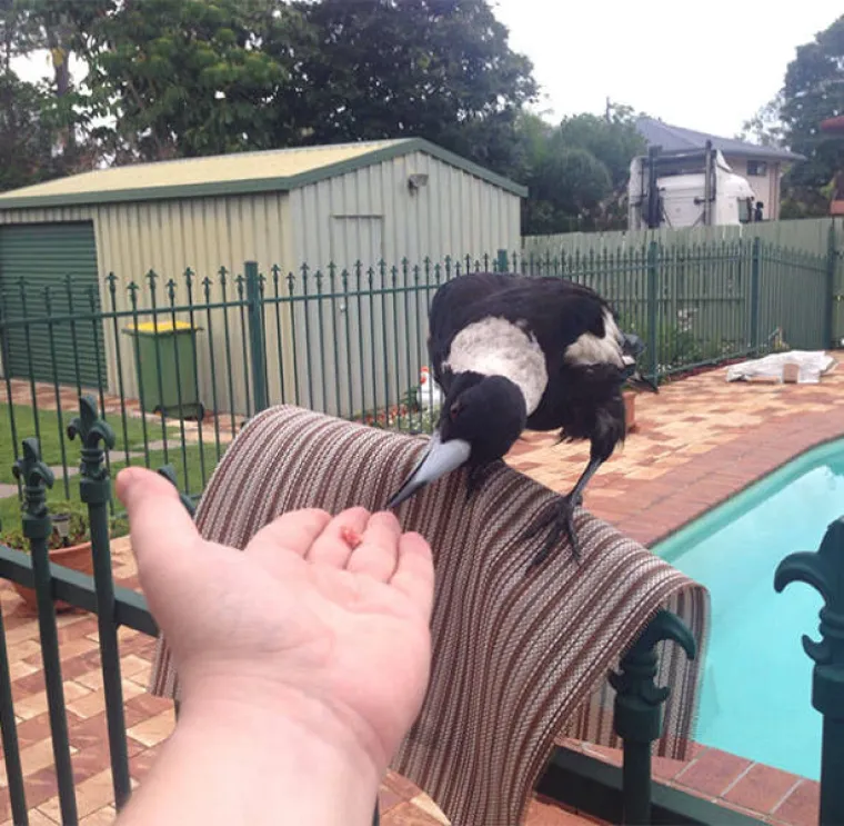 SHVATILI DA SU ŽIVUĆE DISNEYJEVE PRINCEZE: Životinje se u njihovoj prisutnosti pona&scaron;aju kao da imaju čarobne moći