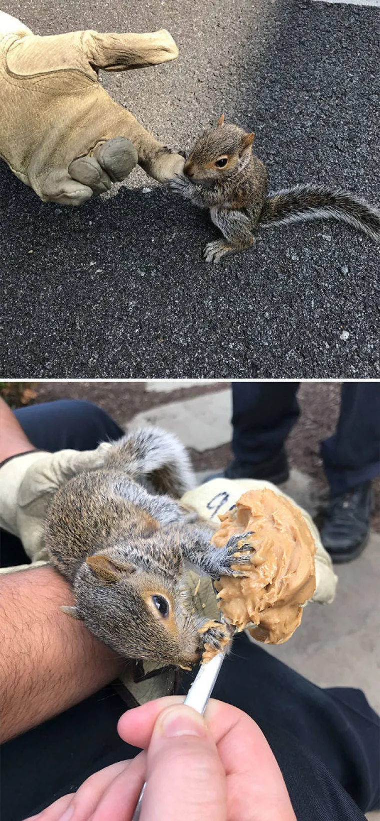 SHVATILI DA SU ŽIVUĆE DISNEYJEVE PRINCEZE: Životinje se u njihovoj prisutnosti pona&scaron;aju kao da imaju čarobne moći