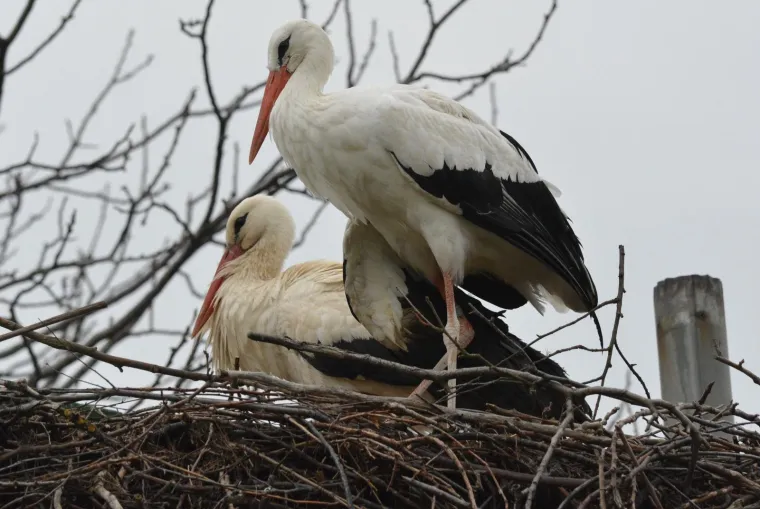 Brodski Varo&scaron;: roda Malena i ove je godine dočekala svog rodana Klepetana