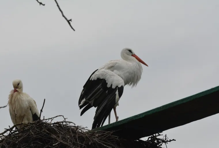 Brodski Varo&scaron;: roda Malena i ove je godine dočekala svog rodana Klepetana