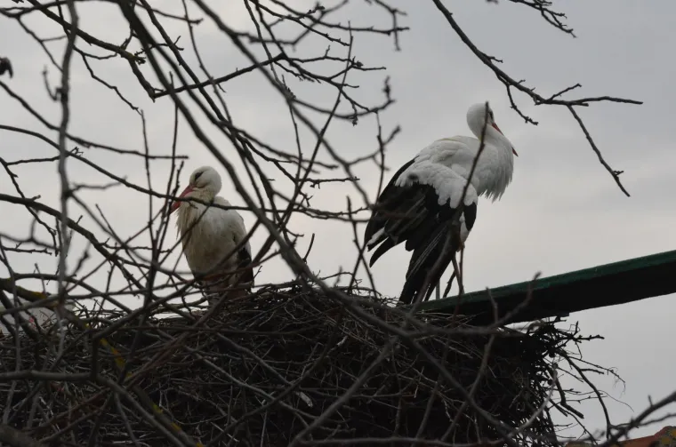 Brodski Varo&scaron;: roda Malena i ove je godine dočekala svog rodana Klepetana