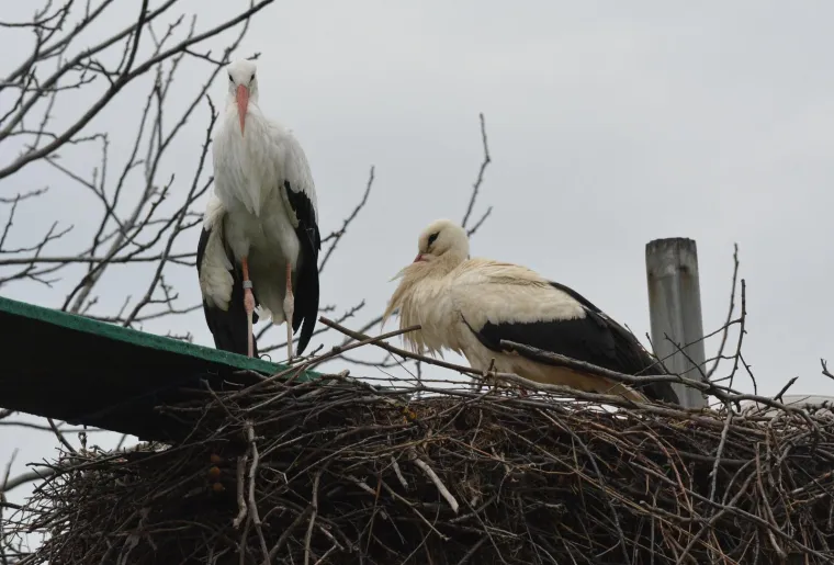 Brodski Varo&scaron;: roda Malena i ove je godine dočekala svog rodana Klepetana