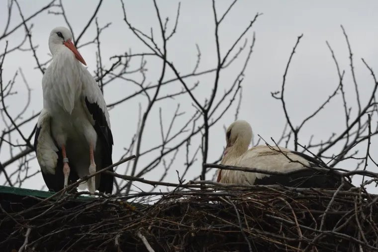 Brodski Varo&scaron;: roda Malena i ove je godine dočekala svog rodana Klepetana