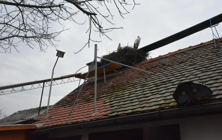 Brodski Varo&scaron;: roda Malena i ove je godine dočekala svog rodana Klepetana