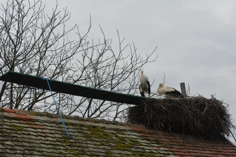 Brodski Varo&scaron;: roda Malena i ove je godine dočekala svog rodana Klepetana