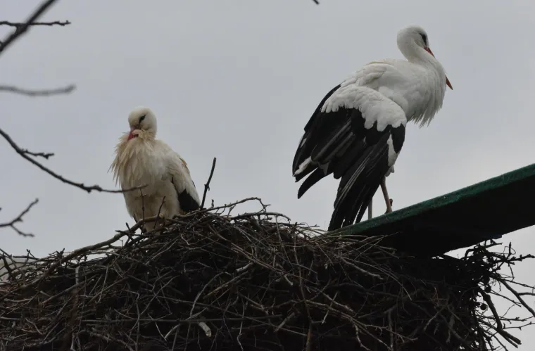 selo roda u Hrvatskoj