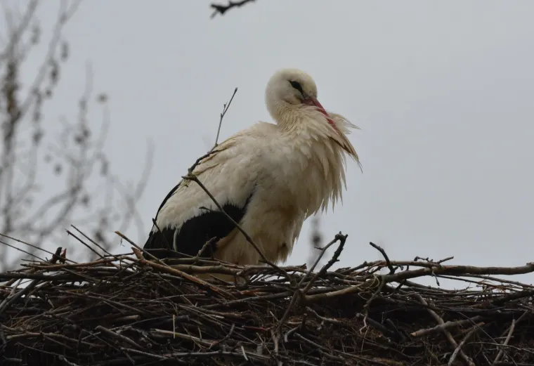 Brodski Varo&scaron;: roda Malena i ove je godine dočekala svog rodana Klepetana