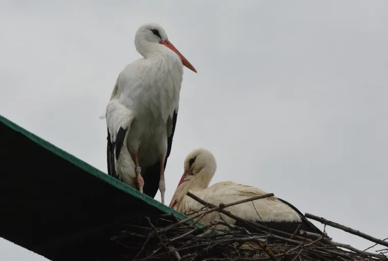 Brodski Varo&scaron;: roda Malena i ove je godine dočekala svog rodana Klepetana