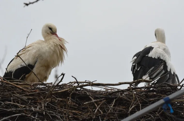 Brodski Varo&scaron;: roda Malena i ove je godine dočekala svog rodana Klepetana