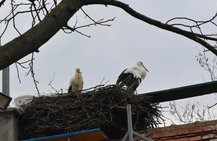 Brodski Varo&scaron;: roda Malena i ove je godine dočekala svog rodana Klepetana