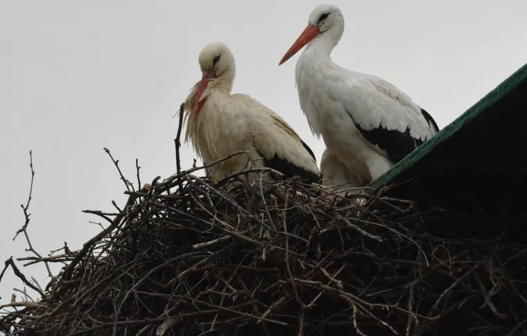 Brodski Varo&scaron;: roda Malena i ove je godine dočekala svog rodana Klepetana