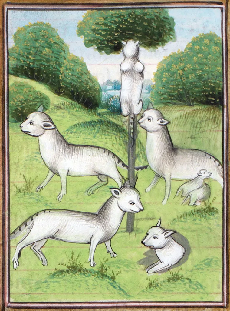 VEĆ SMO U SREDNJEM VIJEKU BILI OPSJEDNUTI MAČKAMA: Crtali su ih na dosta bizarne načine, dobro će vas nasmijati