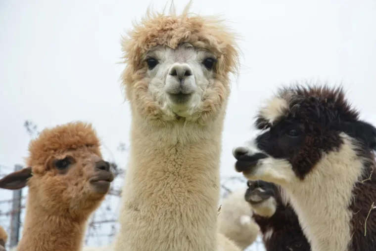 Najkvalitetnija vuna na svijetu: Dejan Jalžabetić prvi je u Hrvatsku uvezao alpake