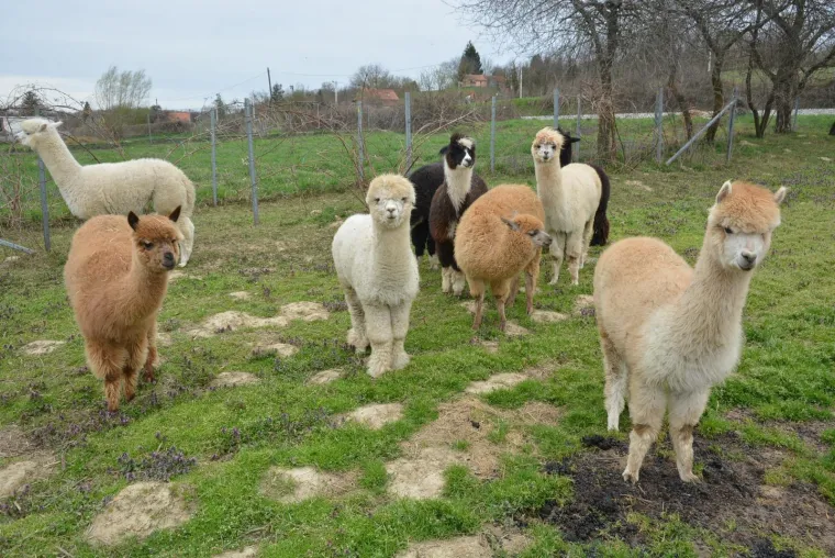 Najkvalitetnija vuna na svijetu: Dejan Jalžabetić prvi je u Hrvatsku uvezao alpake
