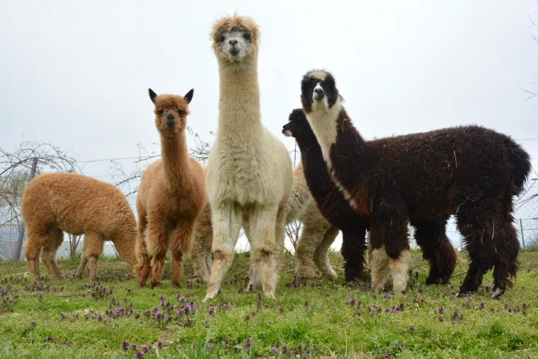 Najkvalitetnija vuna na svijetu: Dejan Jalžabetić prvi je u Hrvatsku uvezao alpake