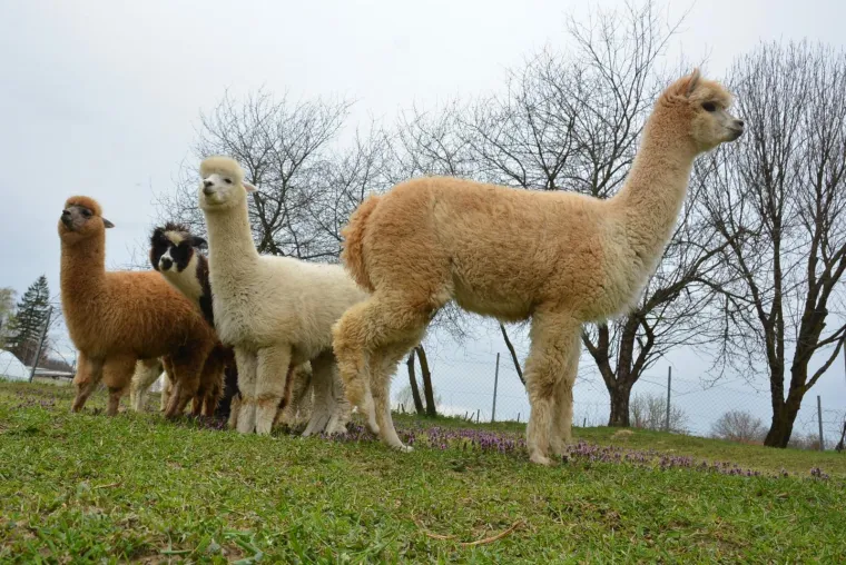 Najkvalitetnija vuna na svijetu: Dejan Jalžabetić prvi je u Hrvatsku uvezao alpake