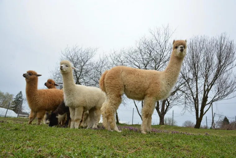 Najkvalitetnija vuna na svijetu: Dejan Jalžabetić prvi je u Hrvatsku uvezao alpake