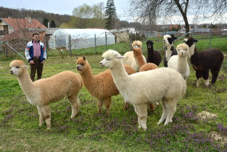 Najkvalitetnija vuna na svijetu: Dejan Jalžabetić prvi je u Hrvatsku uvezao alpake