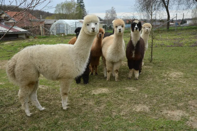 Najkvalitetnija vuna na svijetu: Dejan Jalžabetić prvi je u Hrvatsku uvezao alpake