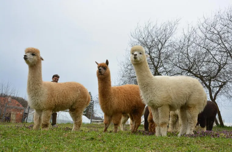 Najkvalitetnija vuna na svijetu: Dejan Jalžabetić prvi je u Hrvatsku uvezao alpake