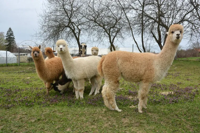 Najkvalitetnija vuna na svijetu: Dejan Jalžabetić prvi je u Hrvatsku uvezao alpake
