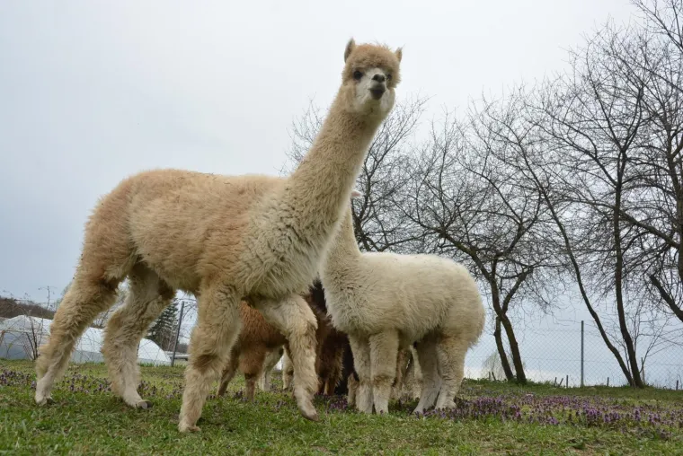 Najkvalitetnija vuna na svijetu: Dejan Jalžabetić prvi je u Hrvatsku uvezao alpake
