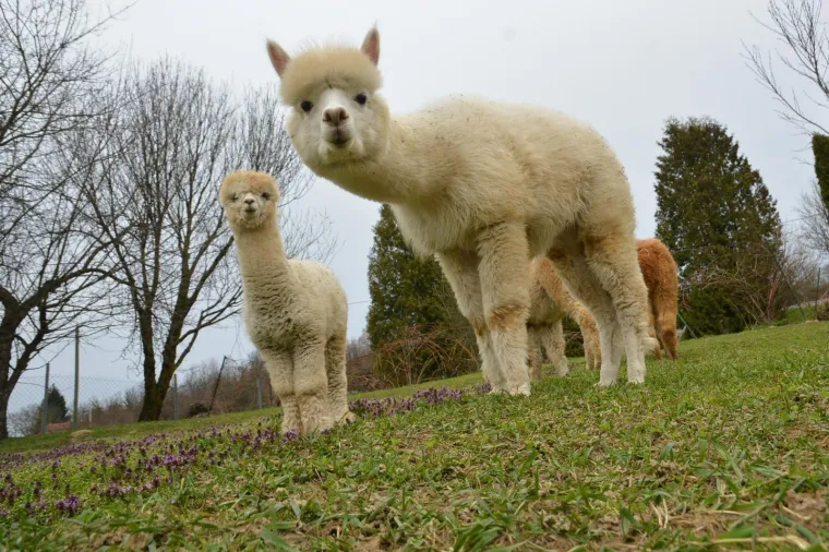 Najkvalitetnija vuna na svijetu: Dejan Jalžabetić prvi je u Hrvatsku uvezao alpake