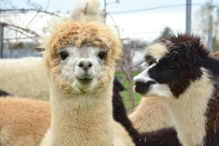 Najkvalitetnija vuna na svijetu: Dejan Jalžabetić prvi je u Hrvatsku uvezao alpake