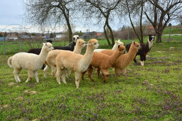 Najkvalitetnija vuna na svijetu: Dejan Jalžabetić prvi je u Hrvatsku uvezao alpake