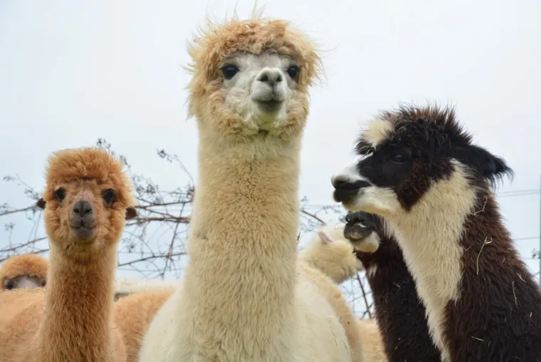 Najkvalitetnija vuna na svijetu: Dejan Jalžabetić prvi je u Hrvatsku uvezao alpake