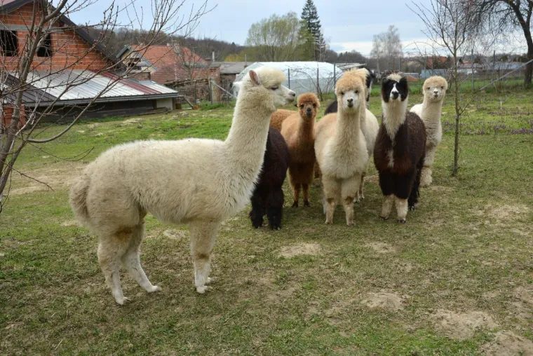 Najkvalitetnija vuna na svijetu: Dejan Jalžabetić prvi je u Hrvatsku uvezao alpake