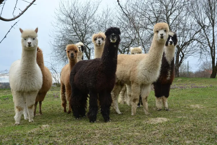 Najkvalitetnija vuna na svijetu: Dejan Jalžabetić prvi je u Hrvatsku uvezao alpake