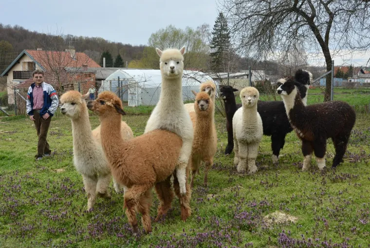 Najkvalitetnija vuna na svijetu: Dejan Jalžabetić prvi je u Hrvatsku uvezao alpake