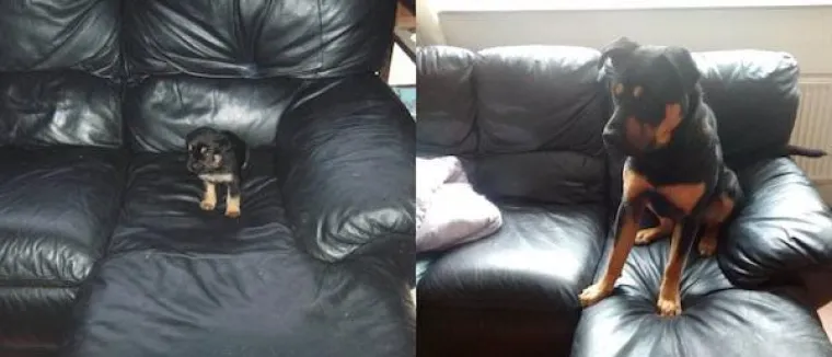 NADALI SE DA ĆE &Scaron;TENCI OSTATI ZAUVIJEK MALI, A ONI NARASLI U DIVOVE: Veliki ili mali, uvijek će biti slatki