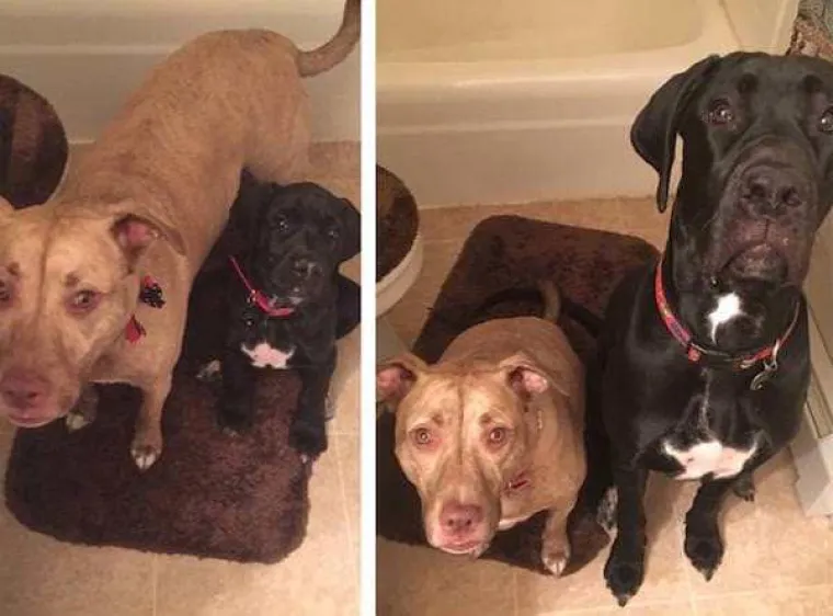 NADALI SE DA ĆE &Scaron;TENCI OSTATI ZAUVIJEK MALI, A ONI NARASLI U DIVOVE: Veliki ili mali, uvijek će biti slatki