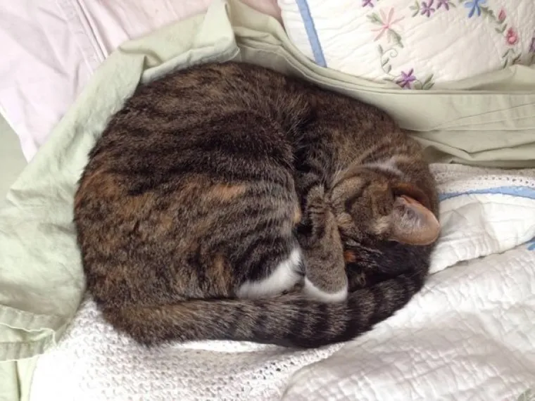 Spava vi va&scaron;a mačka u klupki? Znanstvenici ističu kako tako čuva toplinu te &scaron;titi svoje unutarnje organe. No ako se  ispruži dok ste vi doma to je jako dobar znak. Istraživanje je pokazalo da mačke če&scaron;će spavaju ispružene kad su vlasnici doma jer se osjećaju sigurnije.