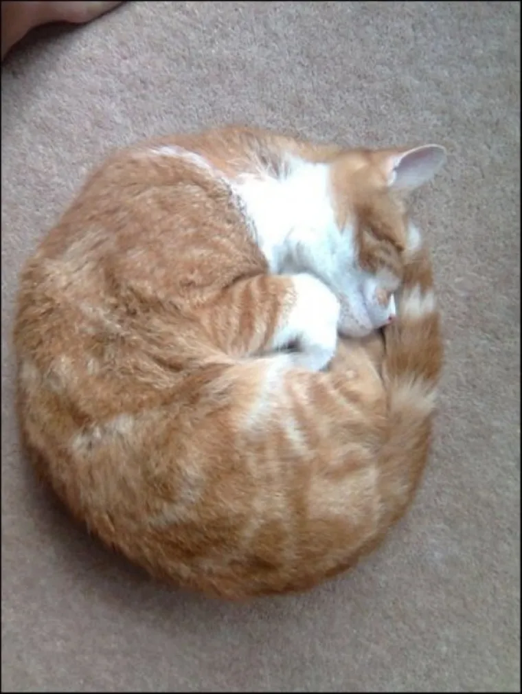 SPAVA LI VA&Scaron;A MAČKA U SAVR&Scaron;ENOJ KUGLI? Znanstvenici istražili fenomen, ostali se dive mačjoj preciznosti