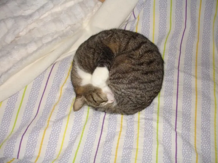 SPAVA LI VA&Scaron;A MAČKA U SAVR&Scaron;ENOJ KUGLI? Znanstvenici istražili fenomen, ostali se dive mačjoj preciznosti