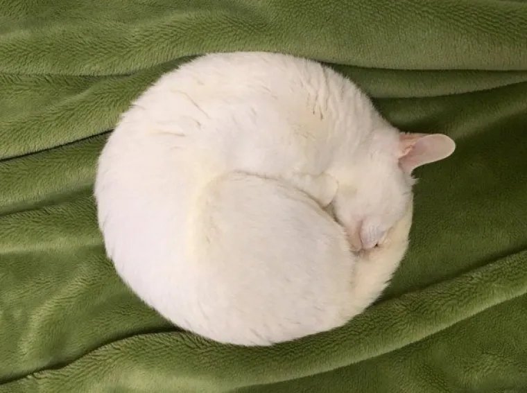 SPAVA LI VA&Scaron;A MAČKA U SAVR&Scaron;ENOJ KUGLI? Znanstvenici istražili fenomen, ostali se dive mačjoj preciznosti