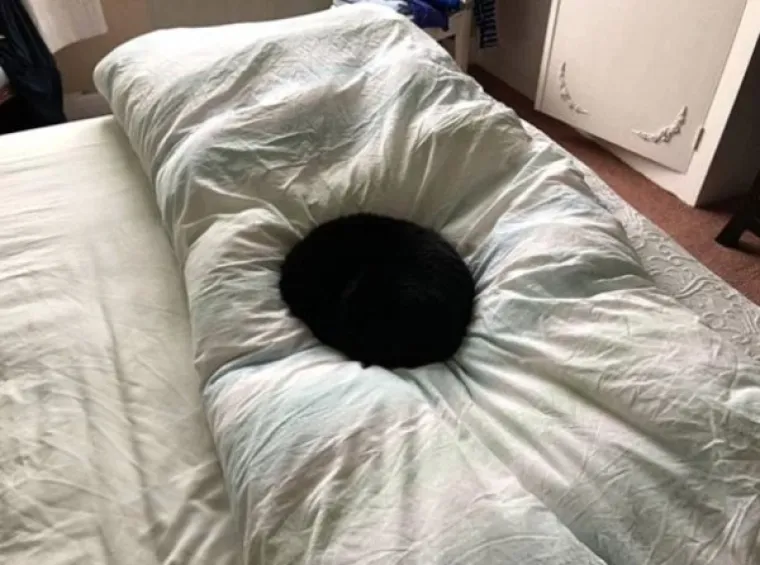 SPAVA LI VA&Scaron;A MAČKA U SAVR&Scaron;ENOJ KUGLI? Znanstvenici istražili fenomen, ostali se dive mačjoj preciznosti