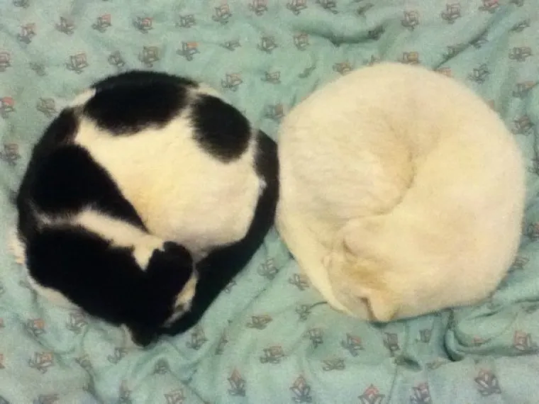 SPAVA LI VA&Scaron;A MAČKA U SAVR&Scaron;ENOJ KUGLI? Znanstvenici istražili fenomen, ostali se dive mačjoj preciznosti