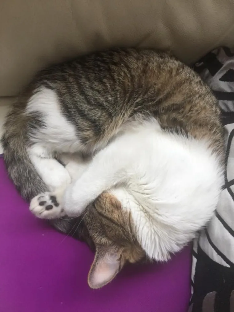 SPAVA LI VA&Scaron;A MAČKA U SAVR&Scaron;ENOJ KUGLI? Znanstvenici istražili fenomen, ostali se dive mačjoj preciznosti