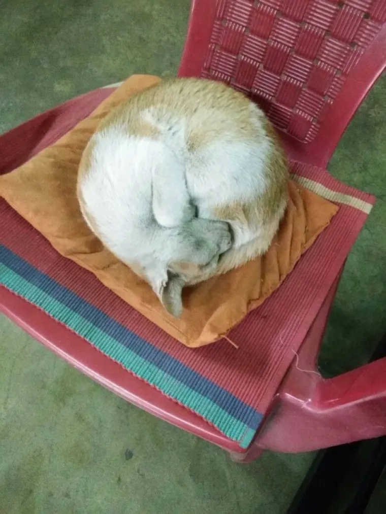 SPAVA LI VA&Scaron;A MAČKA U SAVR&Scaron;ENOJ KUGLI? Znanstvenici istražili fenomen, ostali se dive mačjoj preciznosti