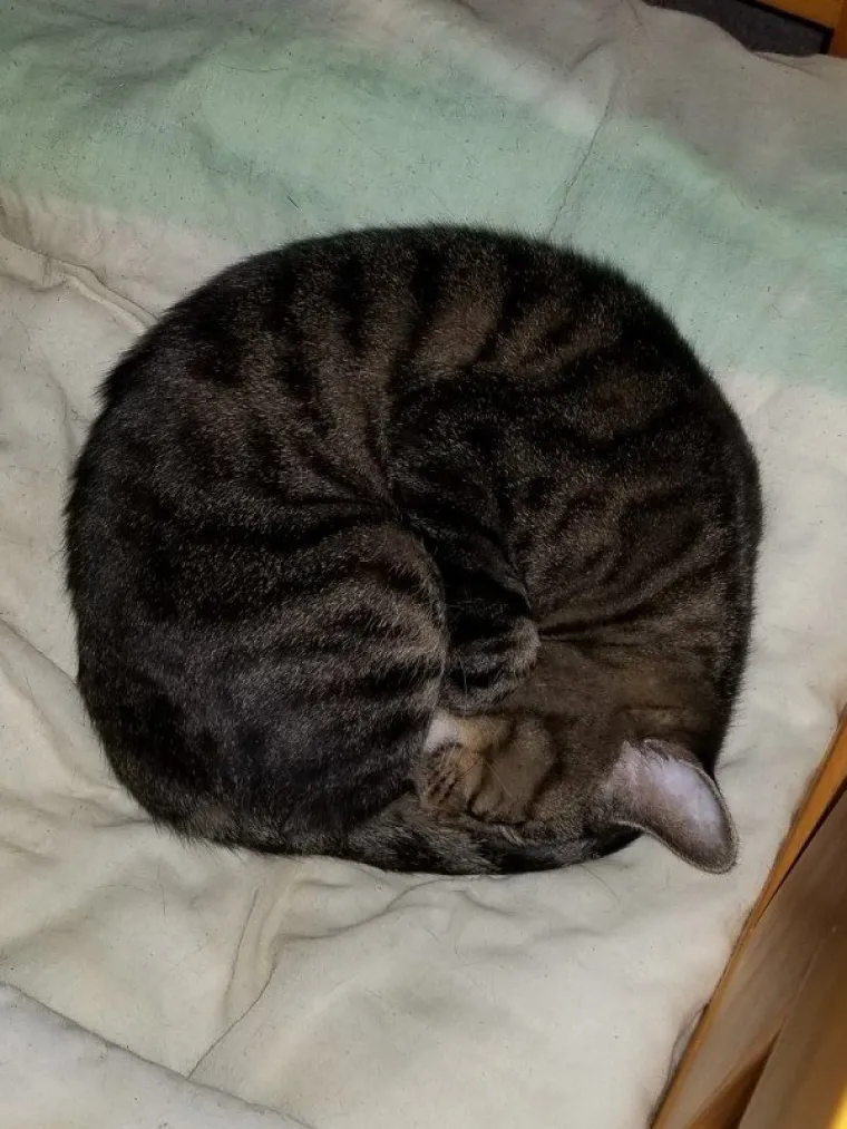 SPAVA LI VA&Scaron;A MAČKA U SAVR&Scaron;ENOJ KUGLI? Znanstvenici istražili fenomen, ostali se dive mačjoj preciznosti