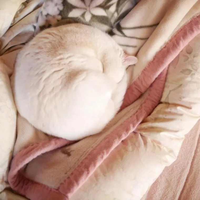 SPAVA LI VA&Scaron;A MAČKA U SAVR&Scaron;ENOJ KUGLI? Znanstvenici istražili fenomen, ostali se dive mačjoj preciznosti