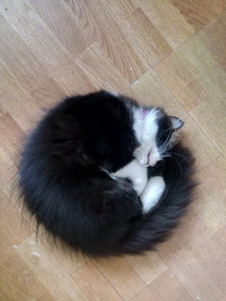 SPAVA LI VA&Scaron;A MAČKA U SAVR&Scaron;ENOJ KUGLI? Znanstvenici istražili fenomen, ostali se dive mačjoj preciznosti