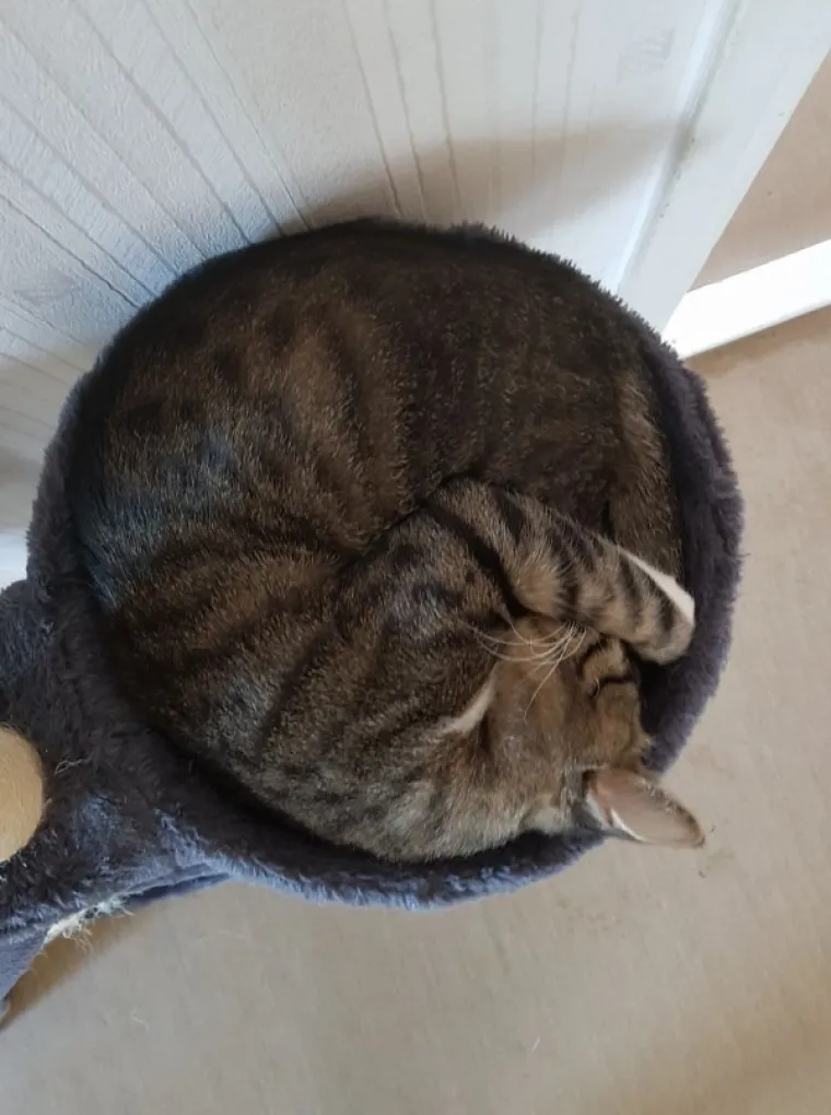 SPAVA LI VA&Scaron;A MAČKA U SAVR&Scaron;ENOJ KUGLI? Znanstvenici istražili fenomen, ostali se dive mačjoj preciznosti